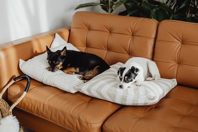 two small dogs laying on pillows on a brown leather couch